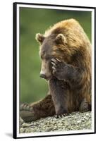 Brown Bear, Katmai National Park, Alaska-Paul Souders-Framed Premium Photographic Print