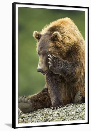 Brown Bear, Katmai National Park, Alaska-Paul Souders-Framed Premium Photographic Print