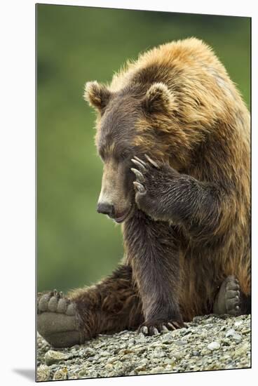 Brown Bear, Katmai National Park, Alaska-Paul Souders-Mounted Premium Photographic Print
