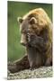 Brown Bear, Katmai National Park, Alaska-Paul Souders-Mounted Premium Photographic Print