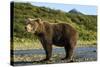 Brown Bear, Katmai National Park, Alaska-Paul Souders-Stretched Canvas