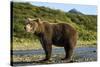 Brown Bear, Katmai National Park, Alaska-Paul Souders-Stretched Canvas