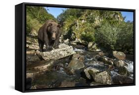 Brown Bear, Katmai National Park, Alaska-Paul Souders-Framed Stretched Canvas