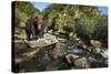 Brown Bear, Katmai National Park, Alaska-Paul Souders-Stretched Canvas