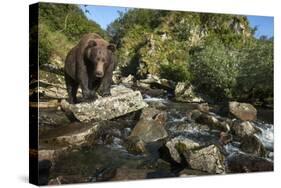 Brown Bear, Katmai National Park, Alaska-Paul Souders-Stretched Canvas