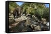 Brown Bear, Katmai National Park, Alaska-Paul Souders-Framed Stretched Canvas