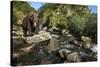 Brown Bear, Katmai National Park, Alaska-Paul Souders-Stretched Canvas