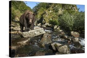 Brown Bear, Katmai National Park, Alaska-Paul Souders-Stretched Canvas