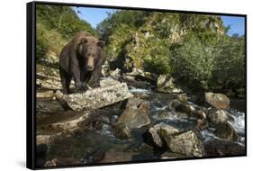 Brown Bear, Katmai National Park, Alaska-Paul Souders-Framed Stretched Canvas