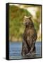 Brown Bear, Katmai National Park, Alaska-Paul Souders-Framed Stretched Canvas