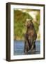 Brown Bear, Katmai National Park, Alaska-Paul Souders-Framed Premium Photographic Print