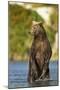 Brown Bear, Katmai National Park, Alaska-Paul Souders-Mounted Premium Photographic Print