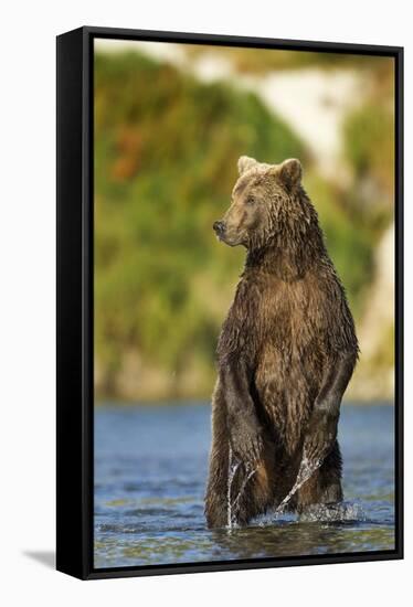 Brown Bear, Katmai National Park, Alaska-Paul Souders-Framed Stretched Canvas