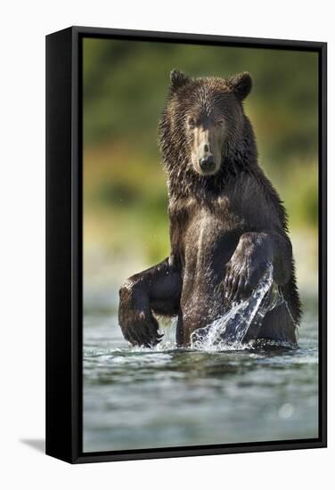 Brown Bear, Katmai National Park, Alaska-Paul Souders-Framed Stretched Canvas