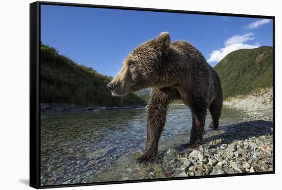 Brown Bear, Katmai National Park, Alaska-Paul Souders-Framed Stretched Canvas