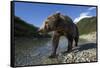 Brown Bear, Katmai National Park, Alaska-Paul Souders-Framed Stretched Canvas