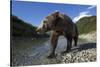 Brown Bear, Katmai National Park, Alaska-Paul Souders-Stretched Canvas