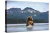 Brown Bear, Katmai National Park, Alaska-Paul Souders-Stretched Canvas