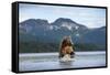 Brown Bear, Katmai National Park, Alaska-Paul Souders-Framed Stretched Canvas