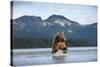 Brown Bear, Katmai National Park, Alaska-Paul Souders-Stretched Canvas