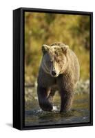 Brown Bear, Katmai National Park, Alaska-Paul Souders-Framed Stretched Canvas