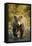 Brown Bear, Katmai National Park, Alaska-Paul Souders-Framed Stretched Canvas