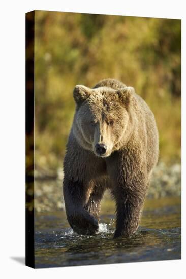 Brown Bear, Katmai National Park, Alaska-Paul Souders-Stretched Canvas