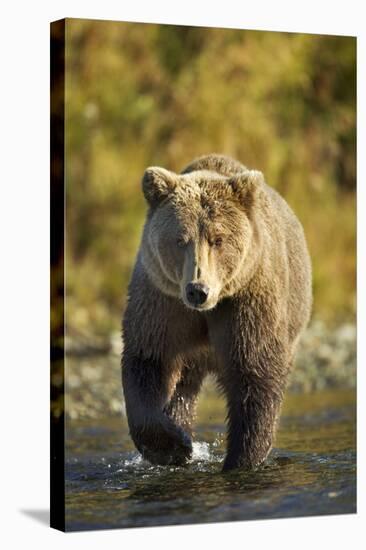 Brown Bear, Katmai National Park, Alaska-Paul Souders-Stretched Canvas