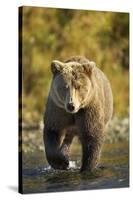 Brown Bear, Katmai National Park, Alaska-Paul Souders-Stretched Canvas