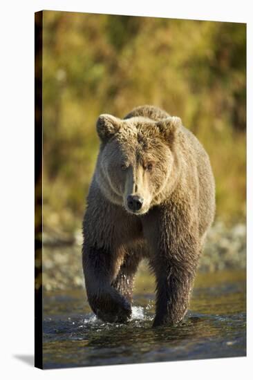 Brown Bear, Katmai National Park, Alaska-Paul Souders-Stretched Canvas