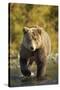 Brown Bear, Katmai National Park, Alaska-Paul Souders-Stretched Canvas