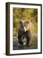 Brown Bear, Katmai National Park, Alaska-Paul Souders-Framed Premium Photographic Print