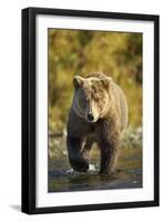 Brown Bear, Katmai National Park, Alaska-Paul Souders-Framed Premium Photographic Print