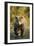 Brown Bear, Katmai National Park, Alaska-Paul Souders-Framed Premium Photographic Print