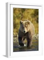 Brown Bear, Katmai National Park, Alaska-Paul Souders-Framed Premium Photographic Print