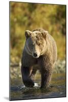 Brown Bear, Katmai National Park, Alaska-Paul Souders-Mounted Premium Photographic Print