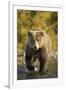 Brown Bear, Katmai National Park, Alaska-Paul Souders-Framed Premium Photographic Print