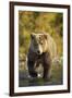 Brown Bear, Katmai National Park, Alaska-Paul Souders-Framed Premium Photographic Print