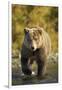 Brown Bear, Katmai National Park, Alaska-Paul Souders-Framed Premium Photographic Print