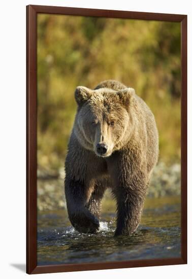 Brown Bear, Katmai National Park, Alaska-Paul Souders-Framed Premium Photographic Print