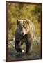 Brown Bear, Katmai National Park, Alaska-Paul Souders-Framed Premium Photographic Print