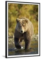 Brown Bear, Katmai National Park, Alaska-Paul Souders-Framed Premium Photographic Print