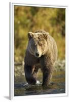 Brown Bear, Katmai National Park, Alaska-Paul Souders-Framed Premium Photographic Print