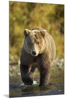 Brown Bear, Katmai National Park, Alaska-Paul Souders-Mounted Premium Photographic Print