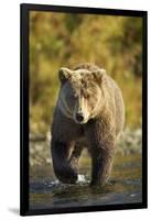 Brown Bear, Katmai National Park, Alaska-Paul Souders-Framed Premium Photographic Print