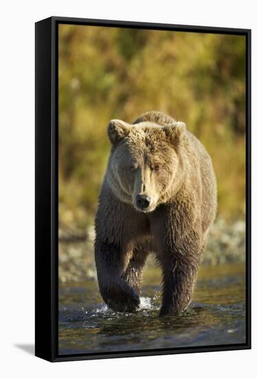 Brown Bear, Katmai National Park, Alaska-Paul Souders-Framed Stretched Canvas