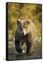 Brown Bear, Katmai National Park, Alaska-Paul Souders-Framed Stretched Canvas