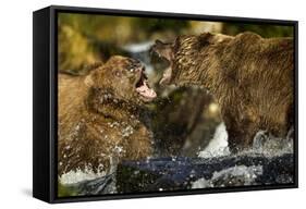 Brown Bear, Katmai National Park, Alaska-Paul Souders-Framed Stretched Canvas