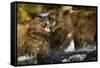 Brown Bear, Katmai National Park, Alaska-Paul Souders-Framed Stretched Canvas