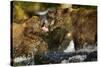 Brown Bear, Katmai National Park, Alaska-Paul Souders-Stretched Canvas